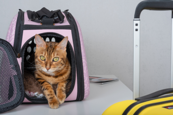 PREPARING FOR INTERNATIONAL PET RELOCATION 