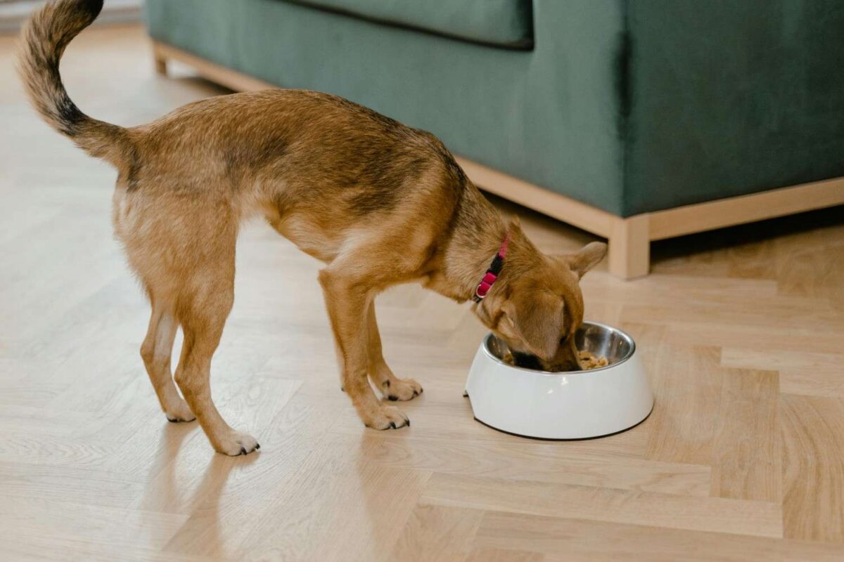 A small brown dog enjoys a meal from its bowl indoors