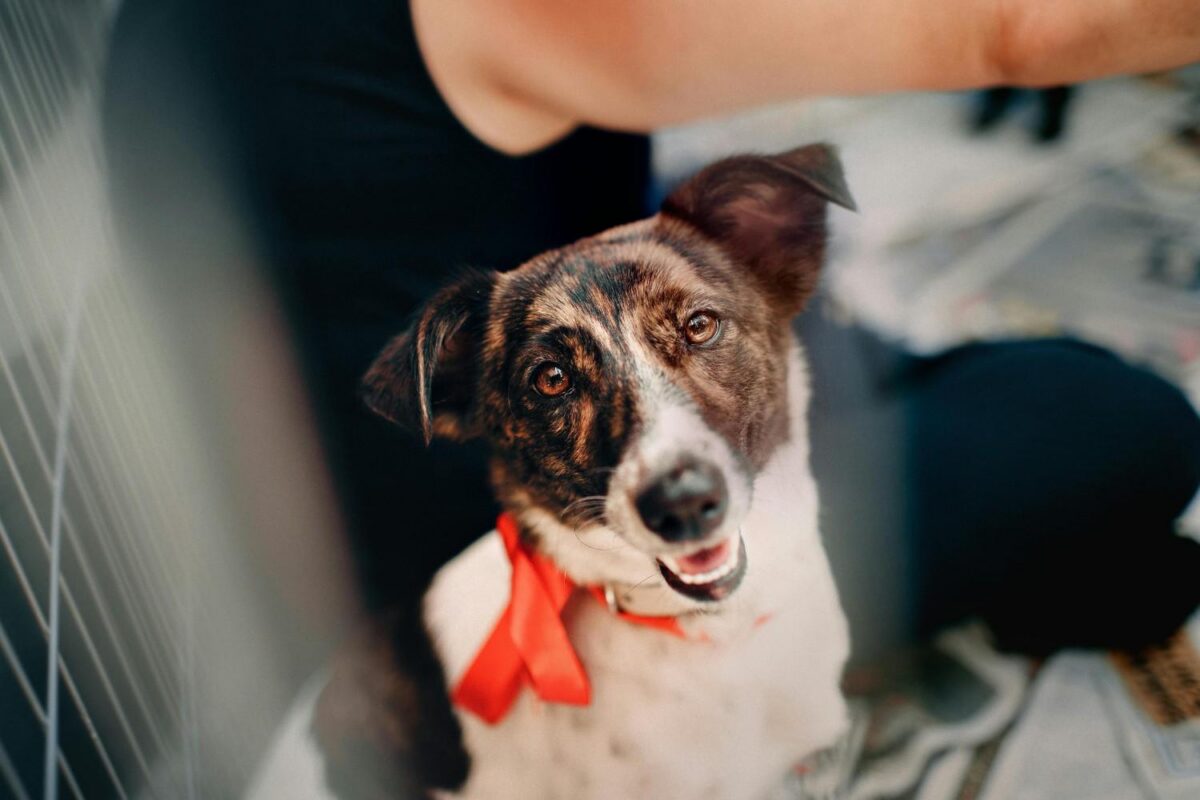 A brown and white dog with orange collar