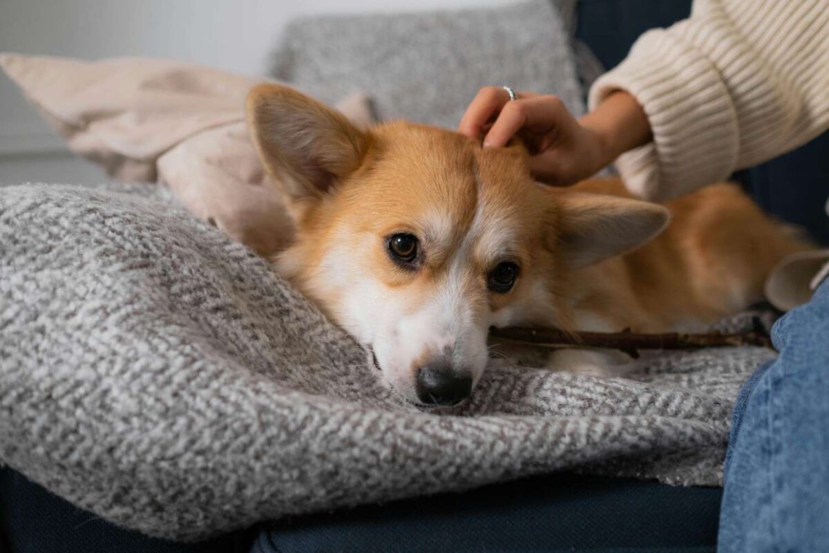 Pet owner petting their dog on a gray blanket