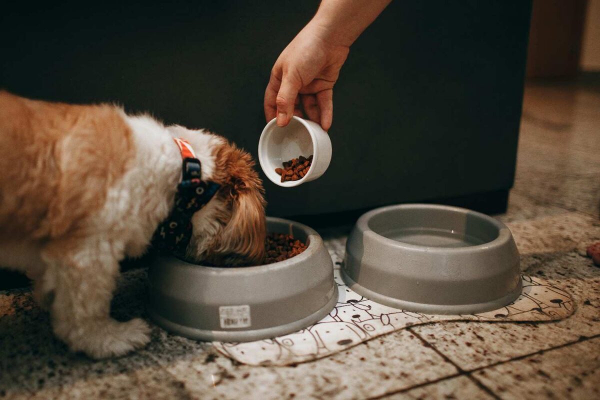 Pet owner giving food to their pet dog