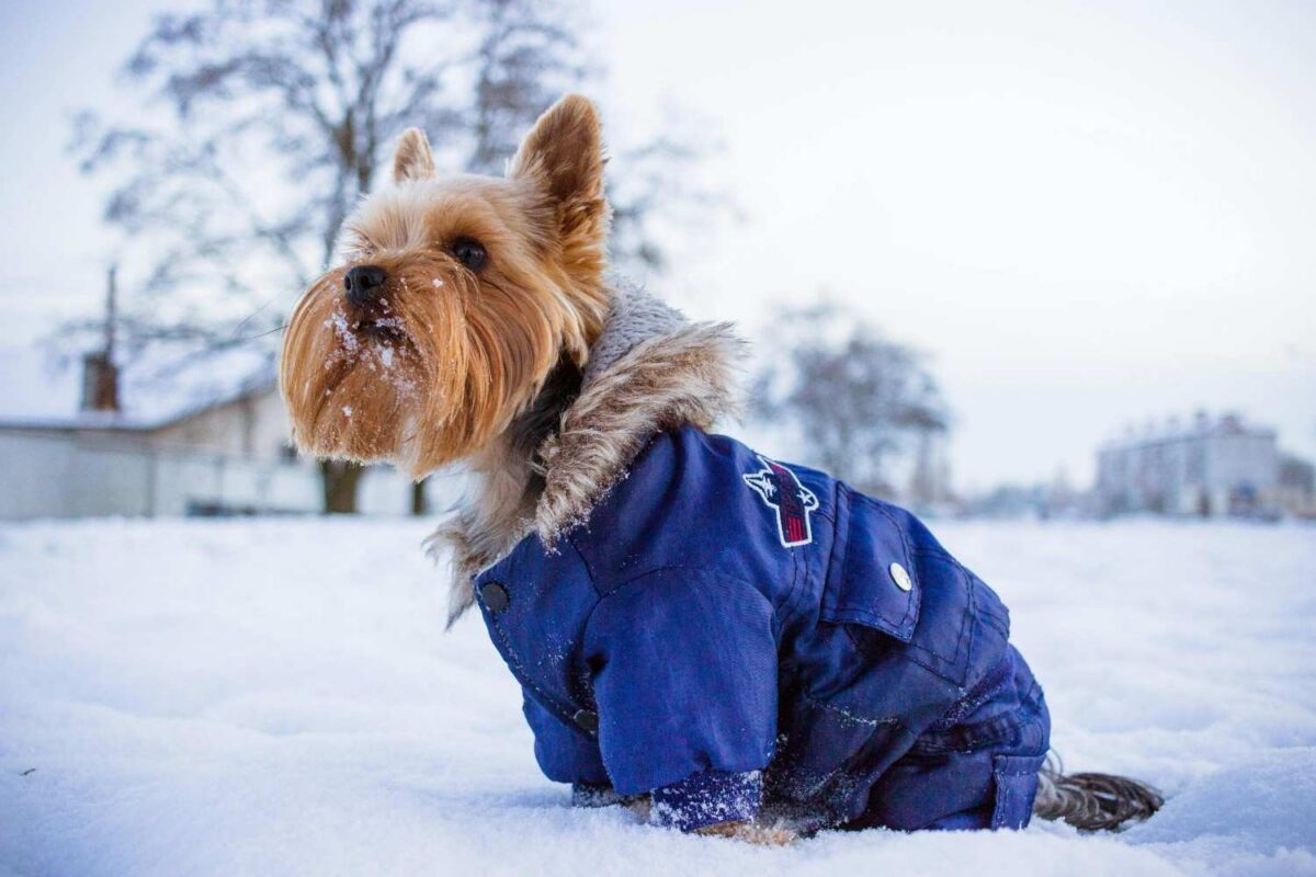 Yorkshire Terrier in Blue Jacket on Snowy Day