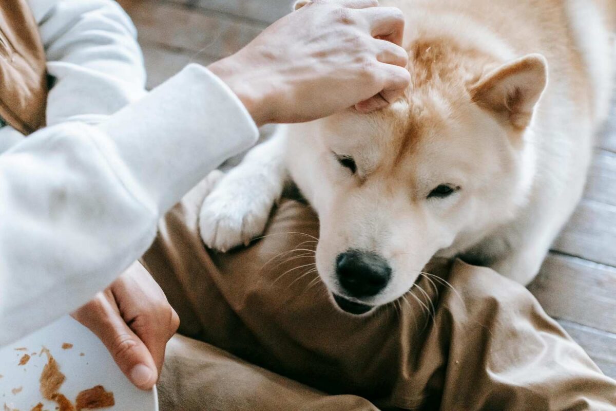 A person and a pet Akita dog indoors