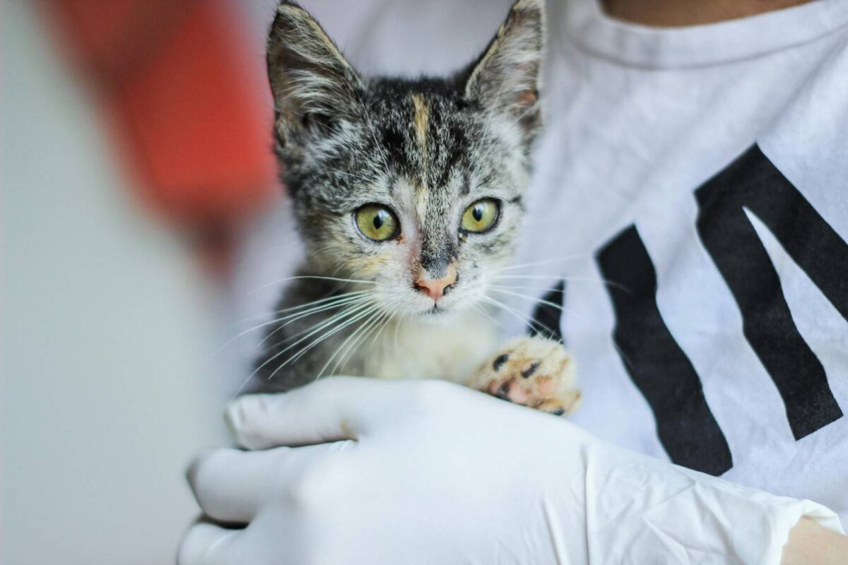 A veterinarian holding a cute kitten for a health checkup