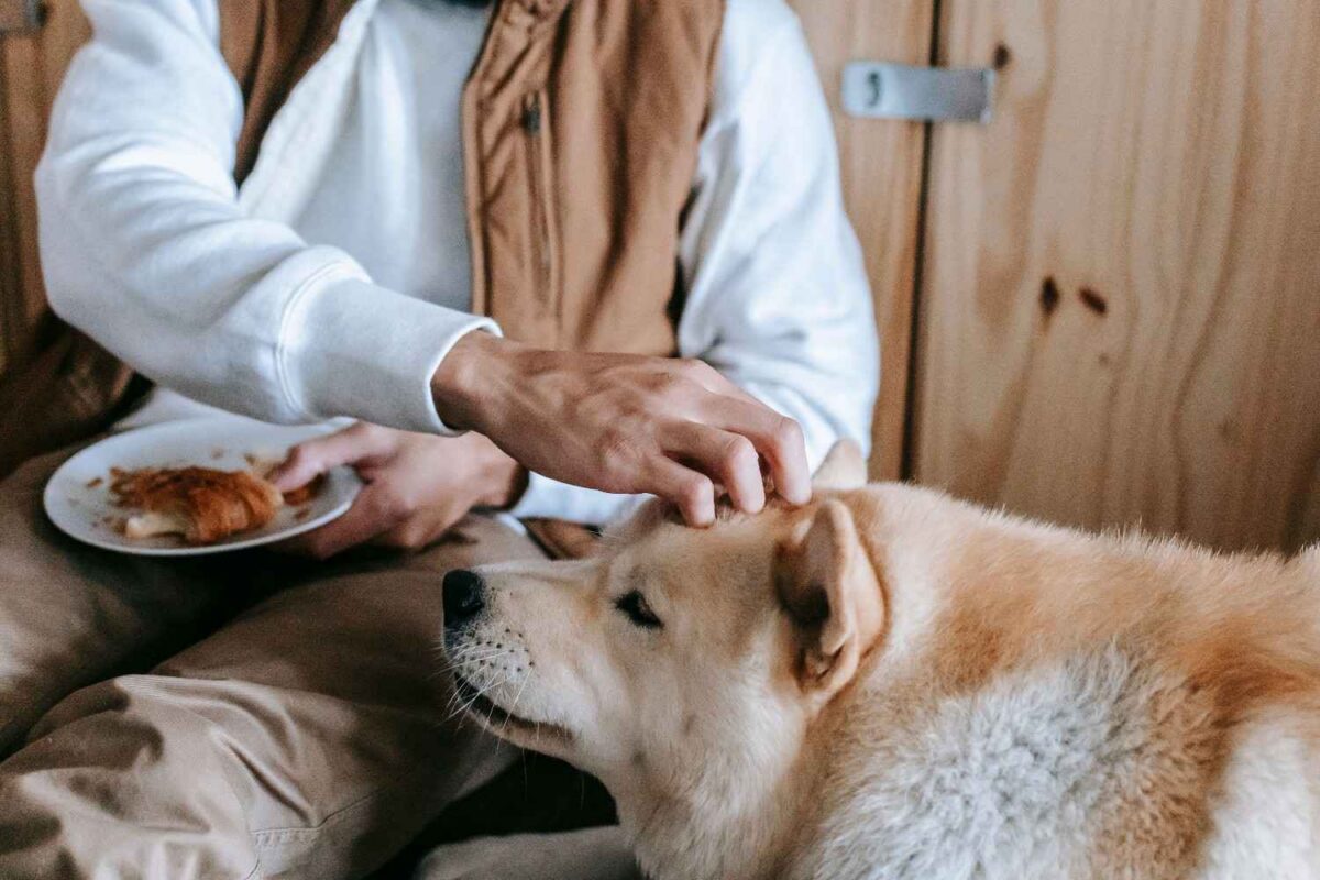 A man lovingly pets his Akita dog while holding a plate of croissants