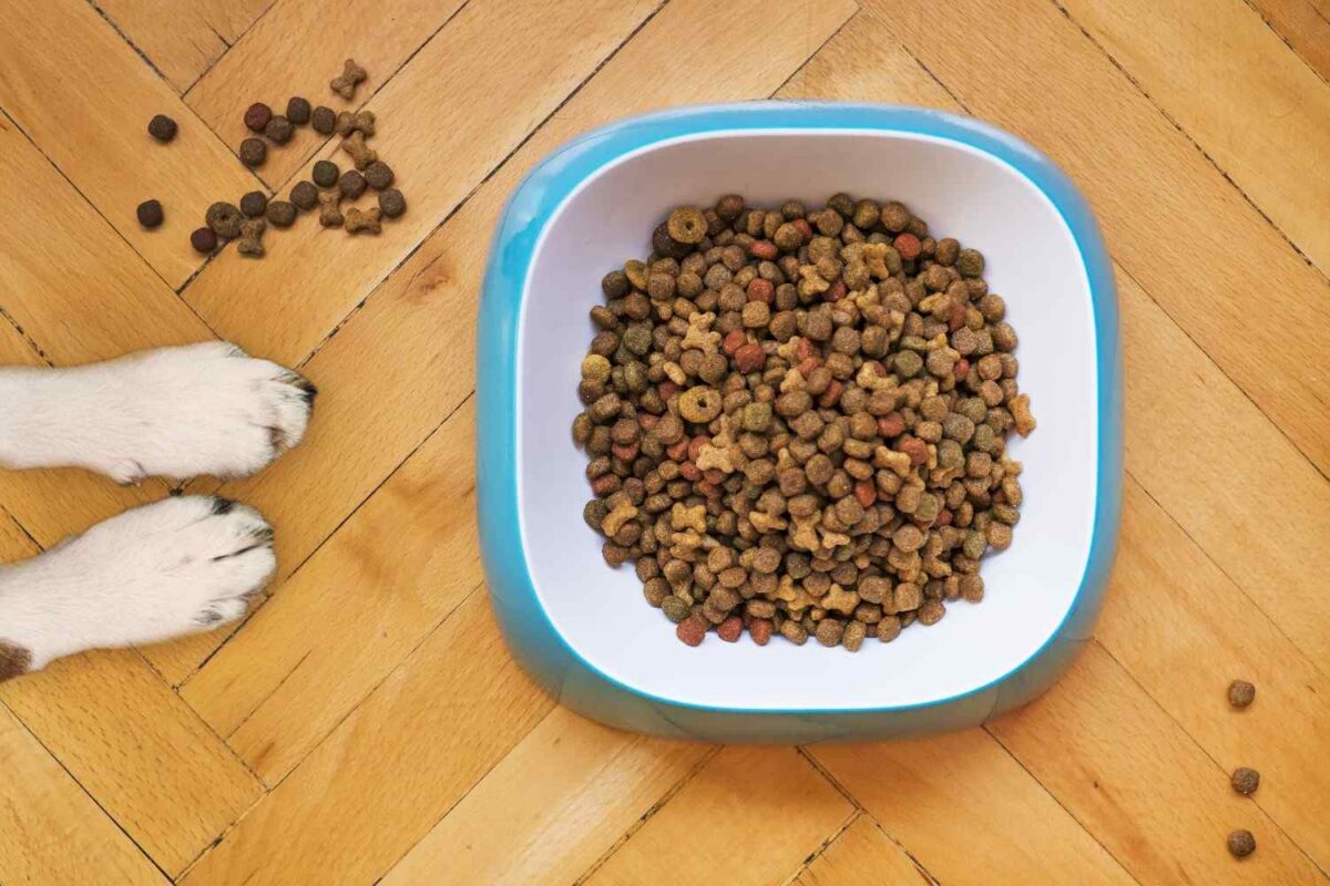 A dog's paws beside a kibble-filled bowl on a wooden floor