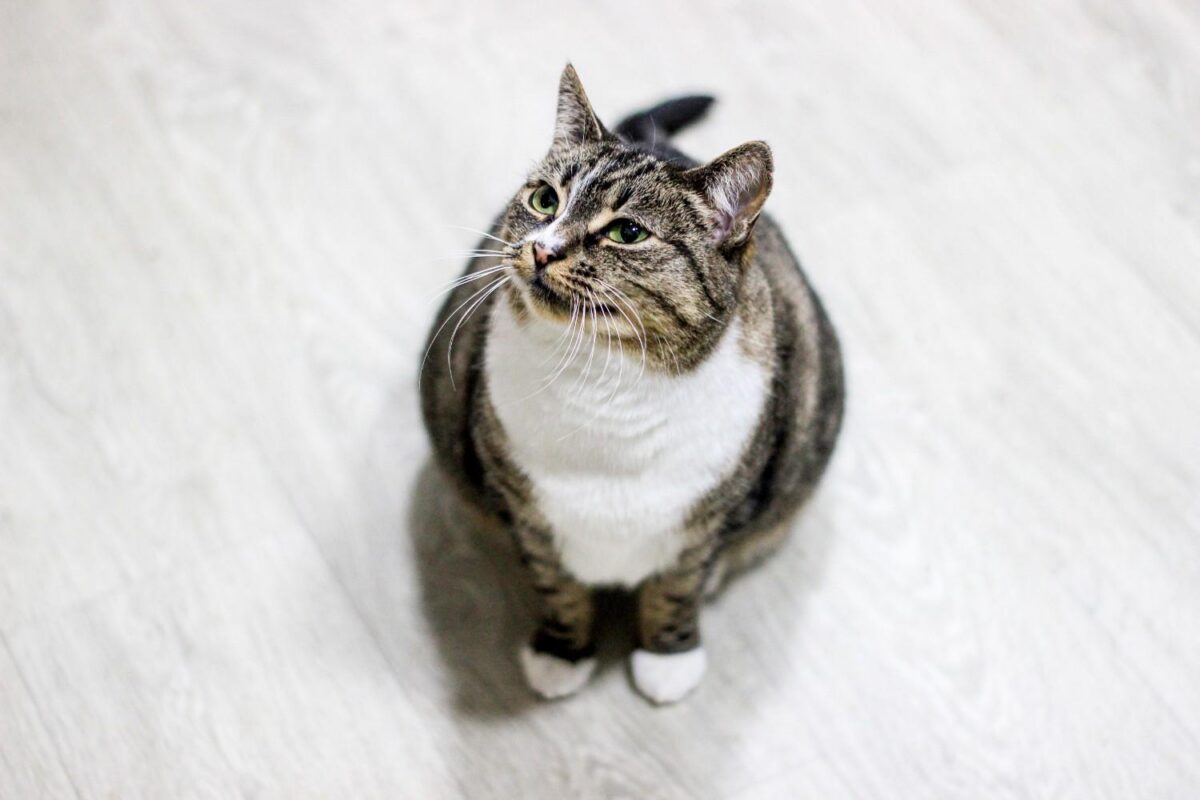 A tabby cat looking upwards while sitting indoors