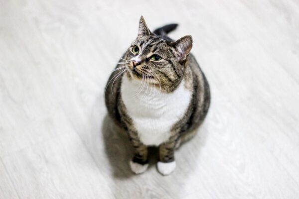 A tabby cat looking upwards while sitting indoors