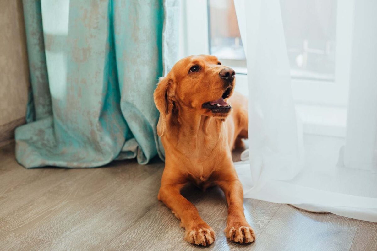 A Golden Retriever lying indoors next to a window with soft sunlight filtering through curtains