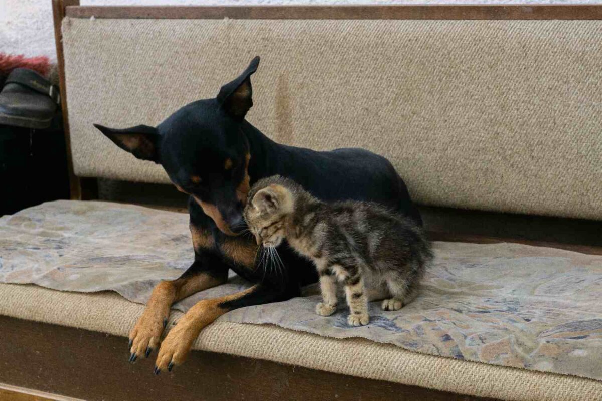 A heartwarming scene of a kitten and dog sharing a moment on a sofa