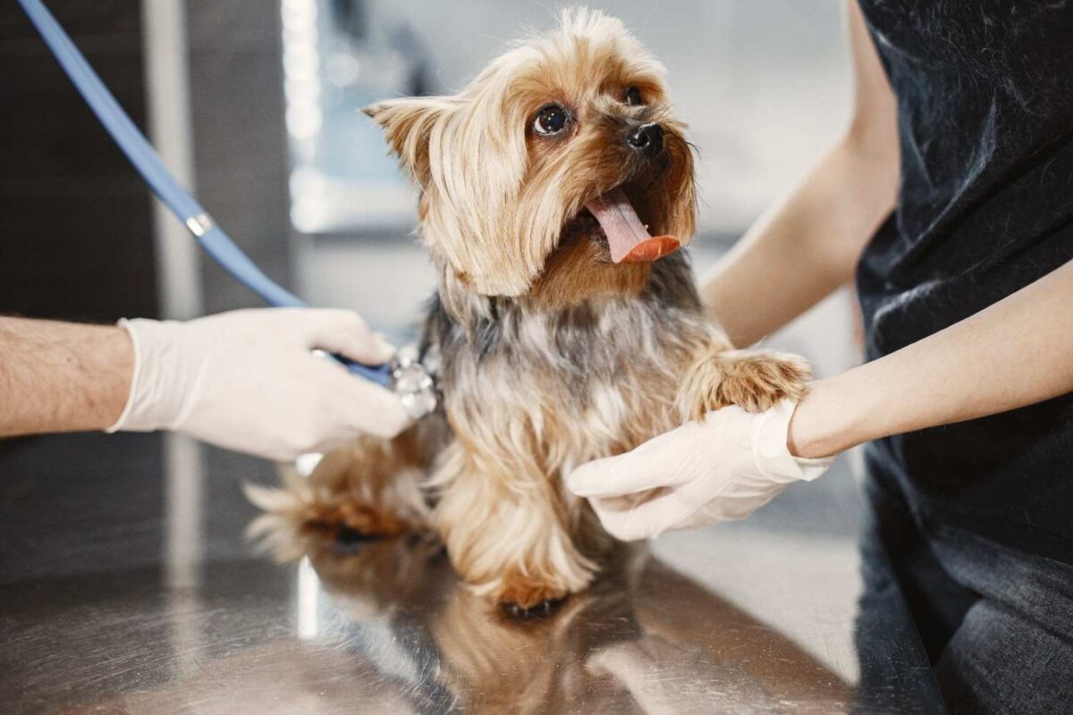 Adorable Yorkshire Terrier receiving a medical checkup at a vet clinic