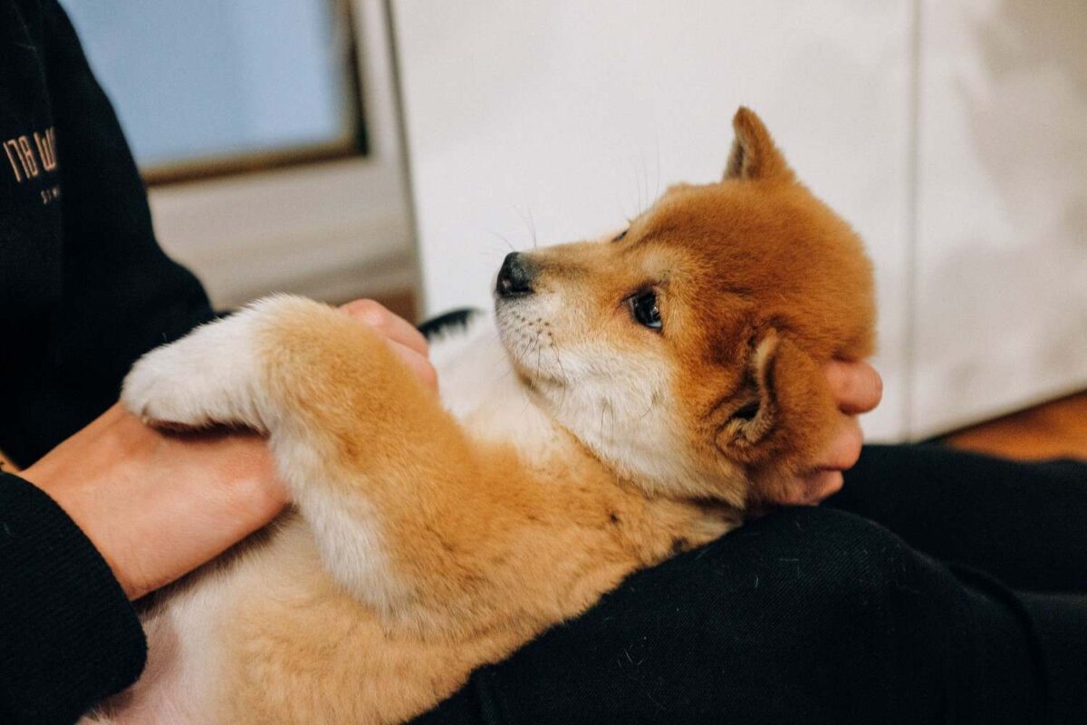 A cute Shiba Inu puppy being gently held indoors