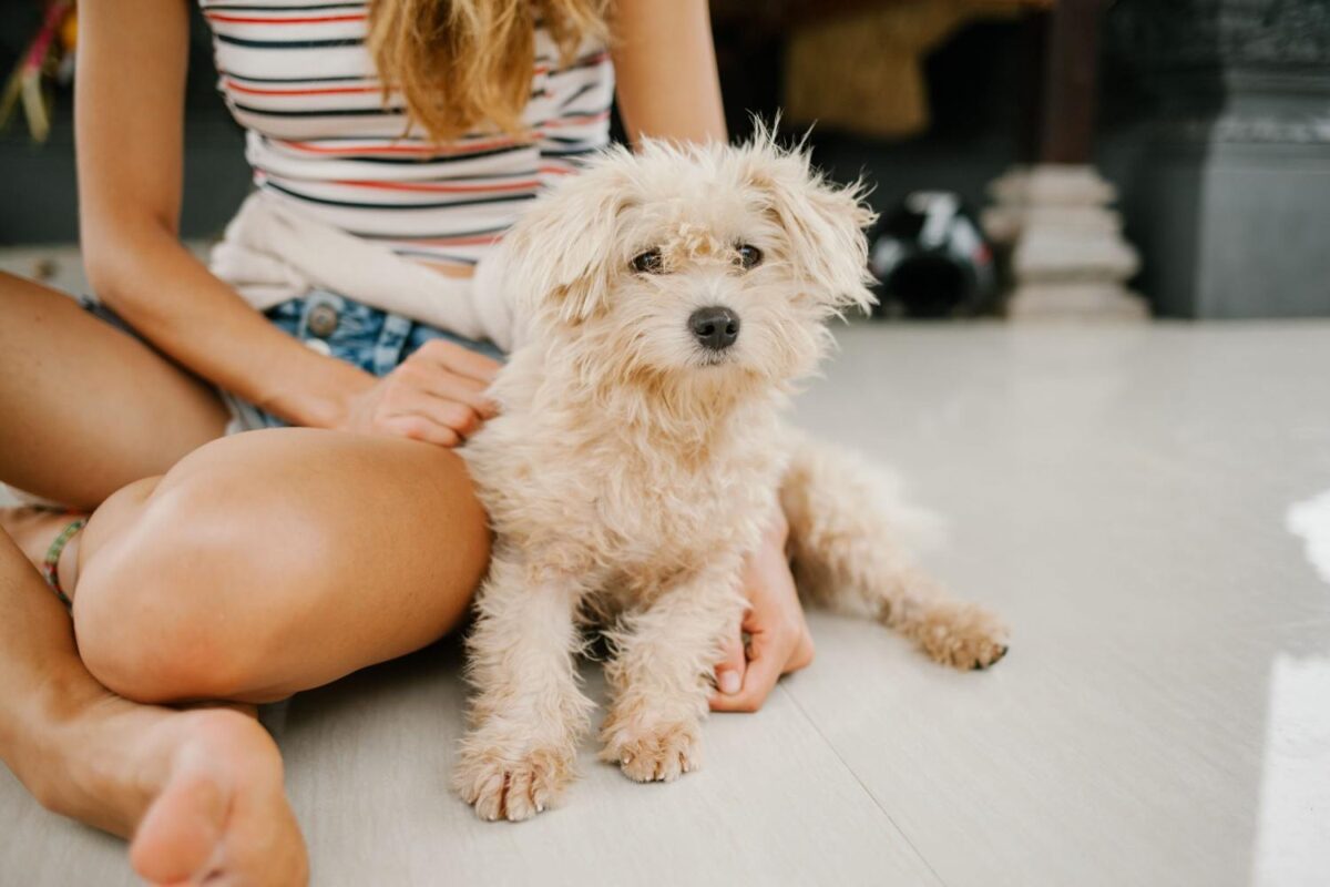 A fluffy toy poodle sitting with its owner indoors